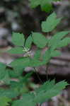 White baneberry <BR>Doll's eyes